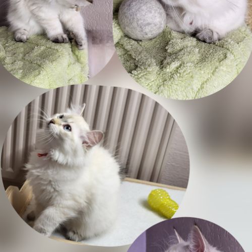 Chaton sibérien loof #2