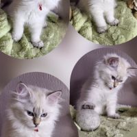 Chaton sibérien loof