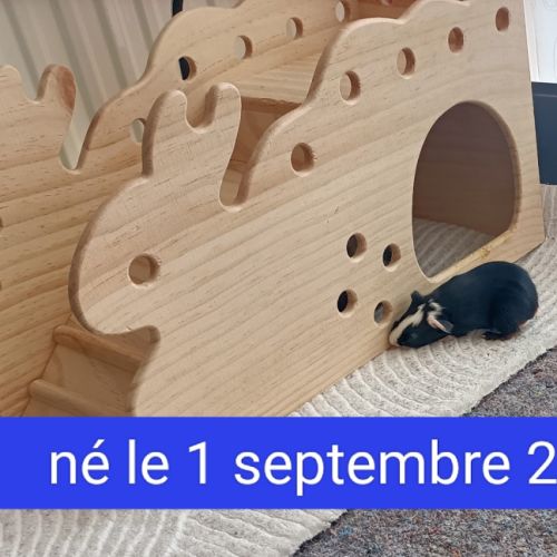 1 uniq cochon d inde abyssinien ne le 1er sep 26 #2