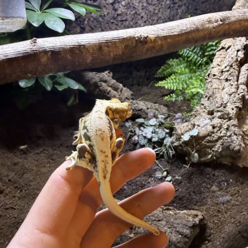 Gecko à crête