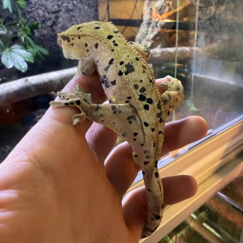 Gecko à crête #2