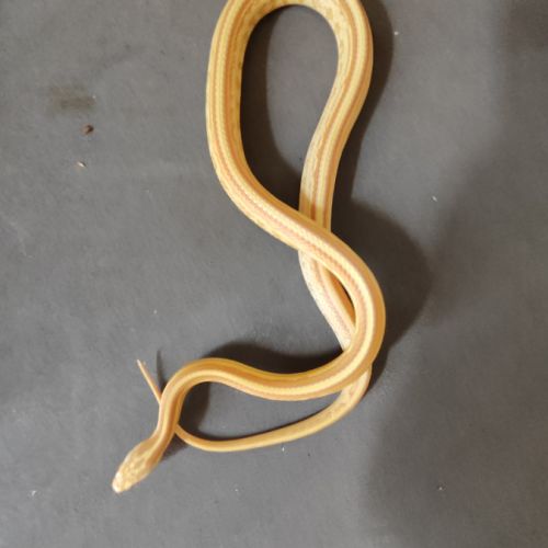 Pantherophis gutatus butter tessera #0
