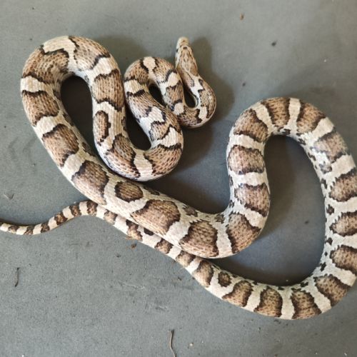 Pantherophis gutatus anery #0