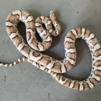 Pantherophis gutatus anery