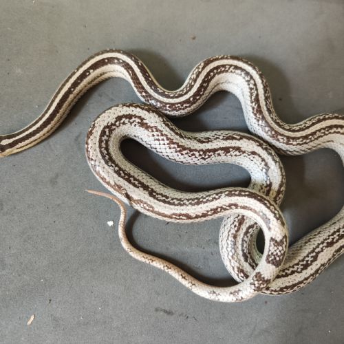 Pantherophis gutatus anery stripe #0