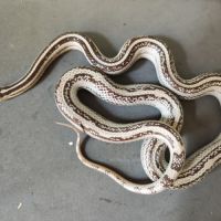 Pantherophis gutatus anery stripe