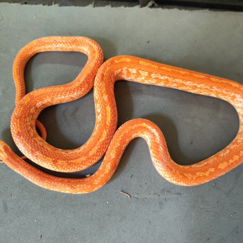 Pantherophis gutatus fire tessera #0