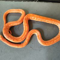 Pantherophis gutatus fire tessera