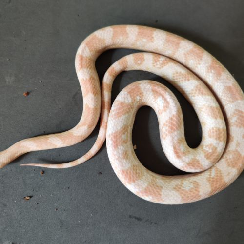 Pantherophis gutatus snow coral #0