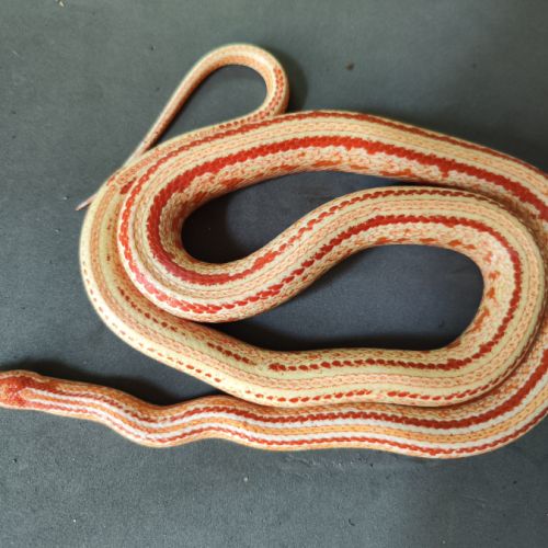Pantherophis gutatus amela abbott tessera #0