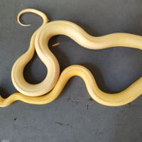Pantherophis gutatus butter tessera stripe