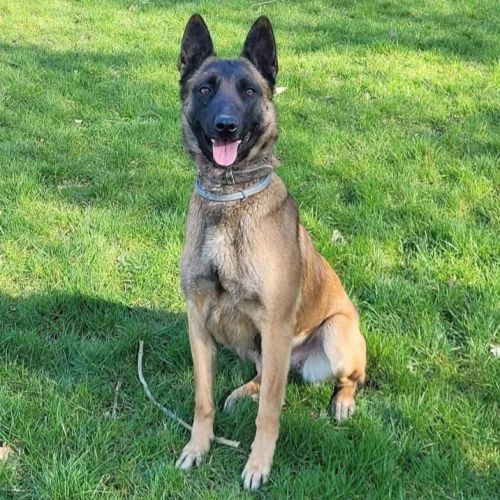 Donne femelle malinois
