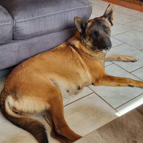 Donne femelle malinois #2