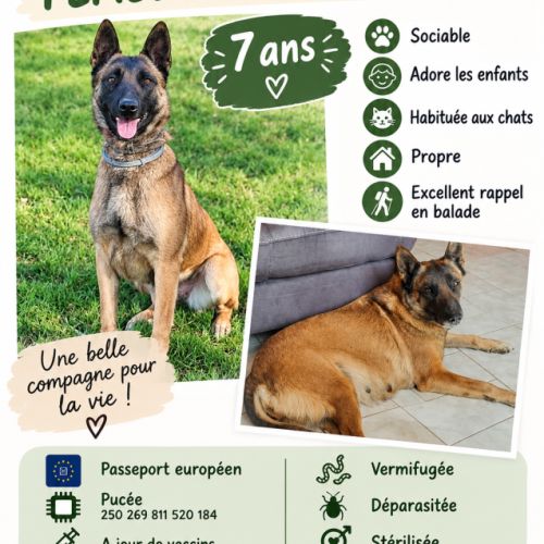 Donne femelle malinois #3