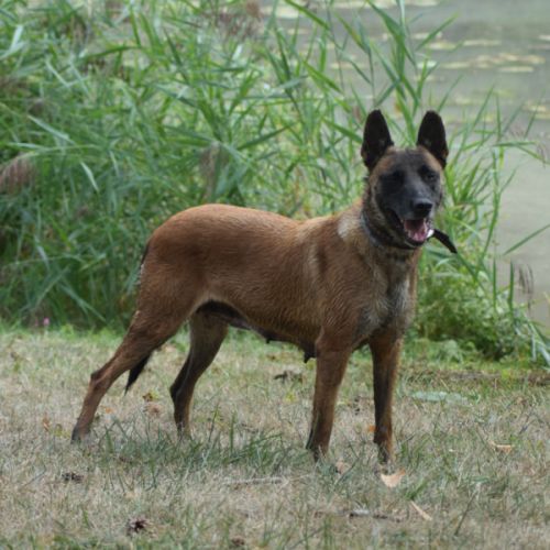 Donne femelle malinois #4