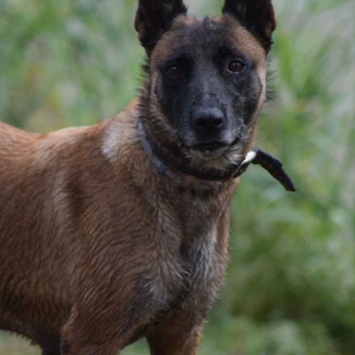 Donne femelle malinois #5