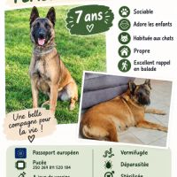 Donne femelle malinois #3