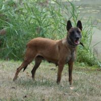 Donne femelle malinois #4