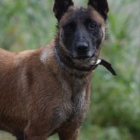 Donne femelle malinois #5