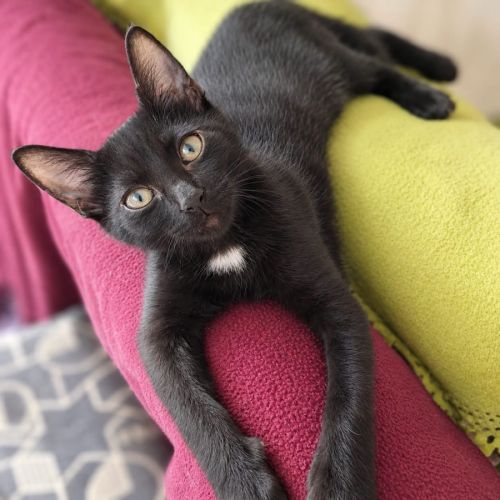 Loulou - chaton #1