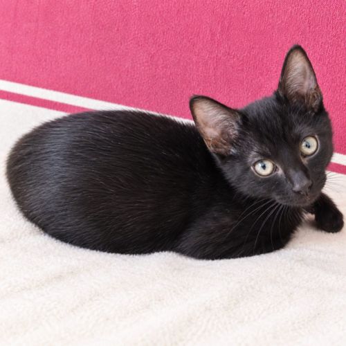 Loulou - chaton #0