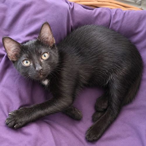 Loulou - chaton #3
