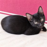 Loulou - chaton