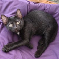 Loulou - chaton #3