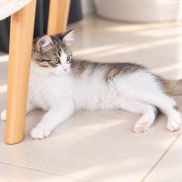 Plume - douce chatonne
