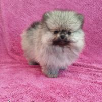 Spitz nain poméranien #4