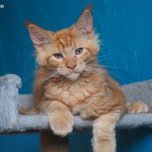Chatons maine coon loof disponibles de suite #1