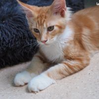 Chatons maine coon loof disponibles de suite