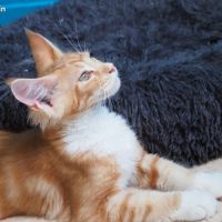 Chatons maine coon loof disponibles de suite #3