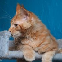 Chatons maine coon loof disponibles de suite #4