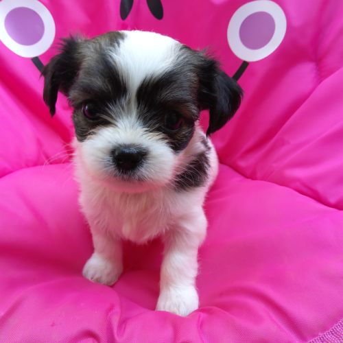 Chihuahua, shih tzu #0