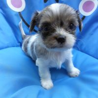 Chihuahua, shih tzu #3