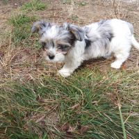 Chihuahua, shih tzu