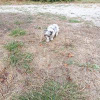 Chihuahua, shih tzu #4