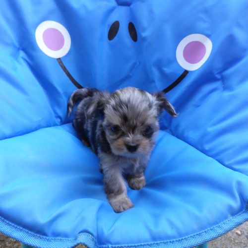 Magnifiques chihuahua shih tzu #0