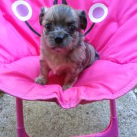 Magnifiques chihuahua shih tzu #2