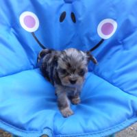 Magnifiques chihuahua shih tzu