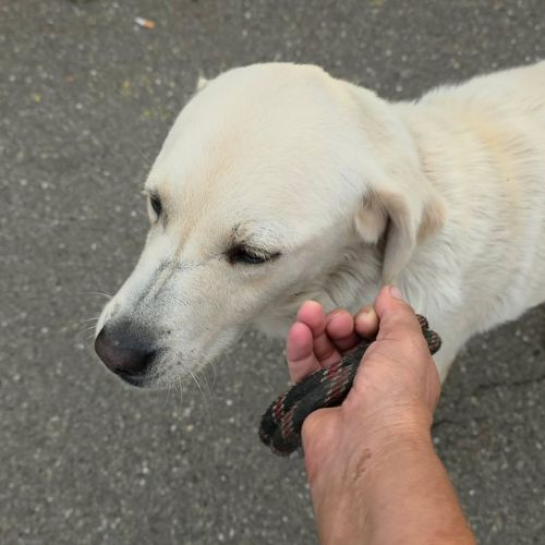 Bella à l'adoption de roumanie #0