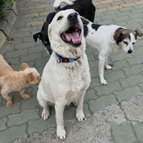 Bella à l'adoption de roumanie #3