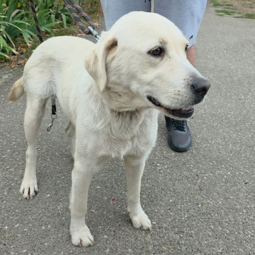 Bella à l'adoption de roumanie #5