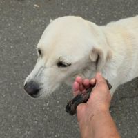 Bella à l'adoption de roumanie