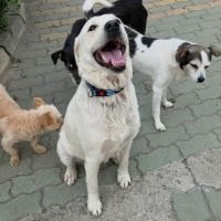 Bella à l'adoption de roumanie #3