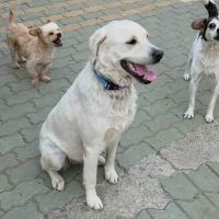Bella à l'adoption de roumanie #4