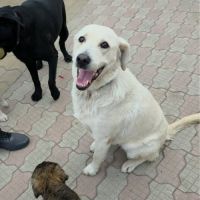 Bella à l'adoption de roumanie #6