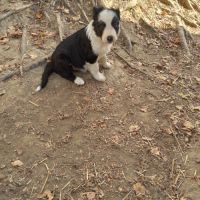 Magnifiques border collie a réserver #2