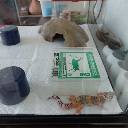 Geckos leopard